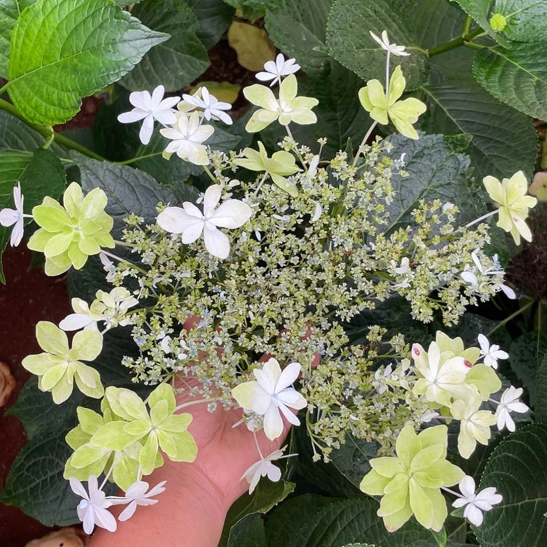 绣球切花一物一拍3枝包邮，335