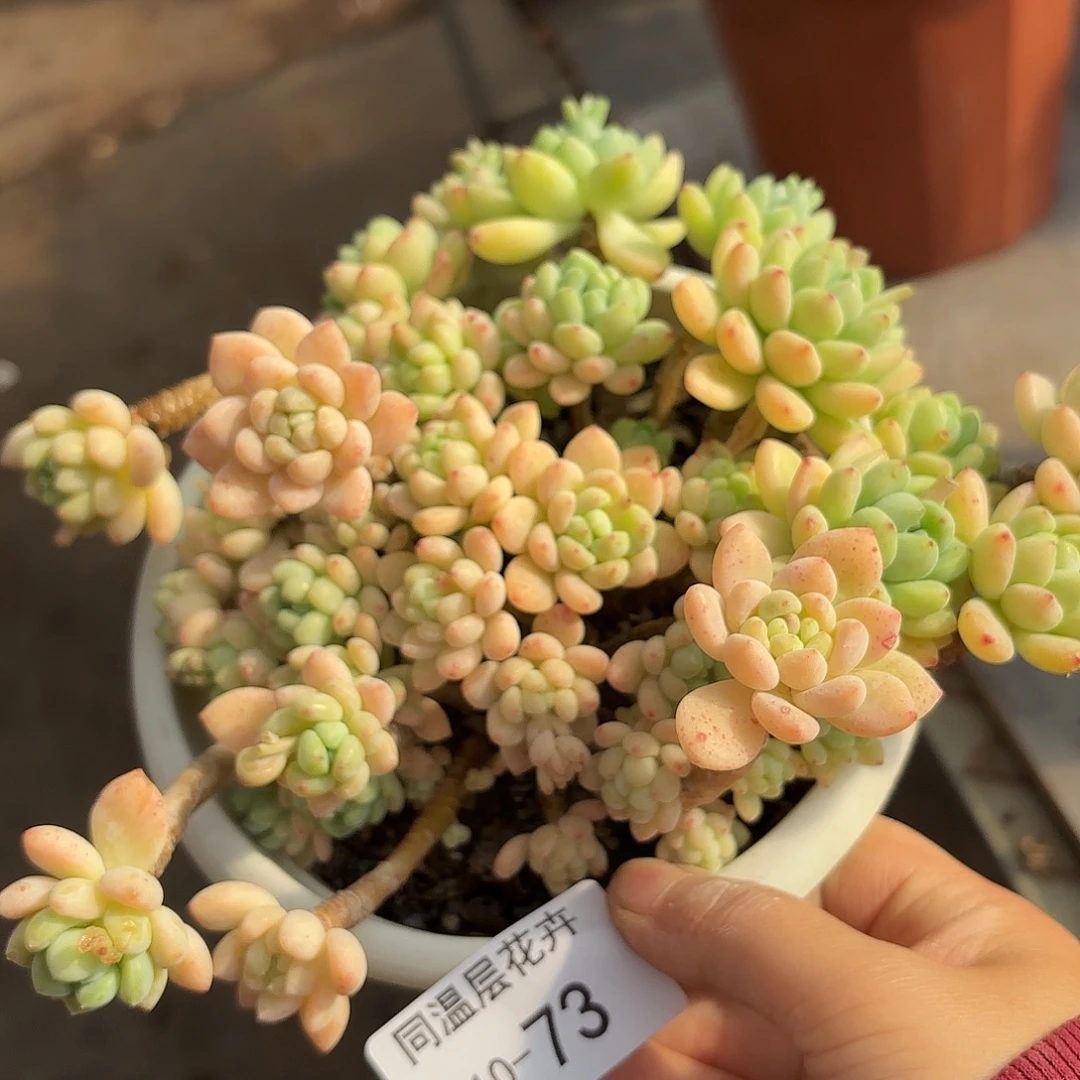 同温层多肉凝脂莲73