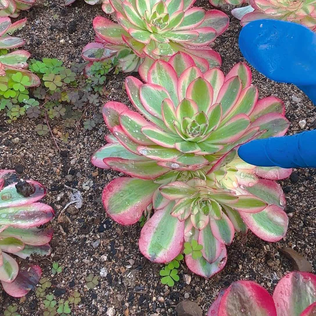 荔枝手捧多肉植物