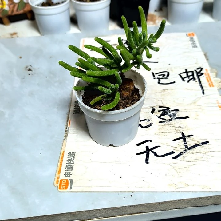 满9元包邮，长叶亮晶晶枝干无售后