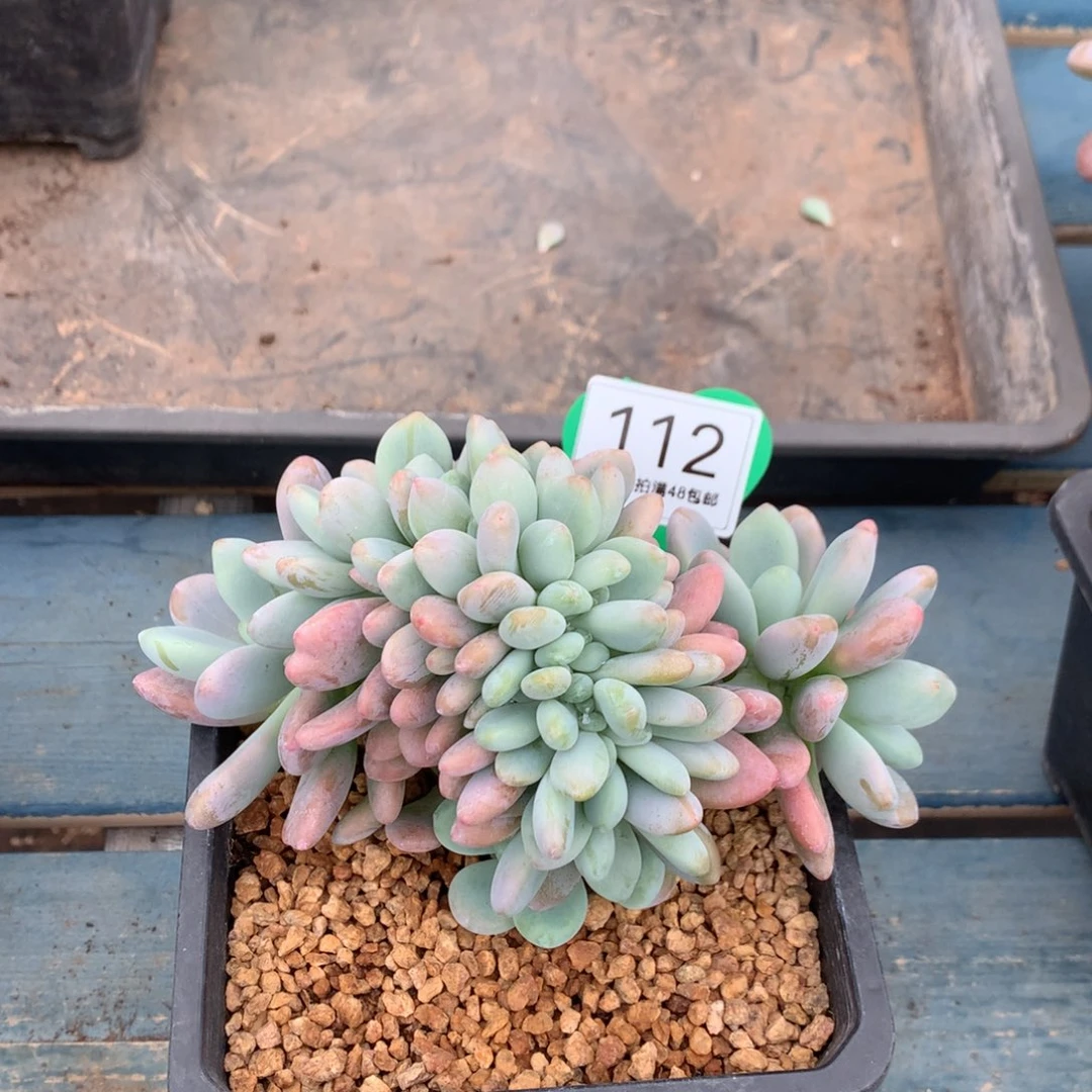 洛神树缀一物一拍112