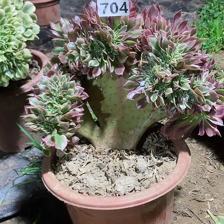 704粉女妖缀化老板子