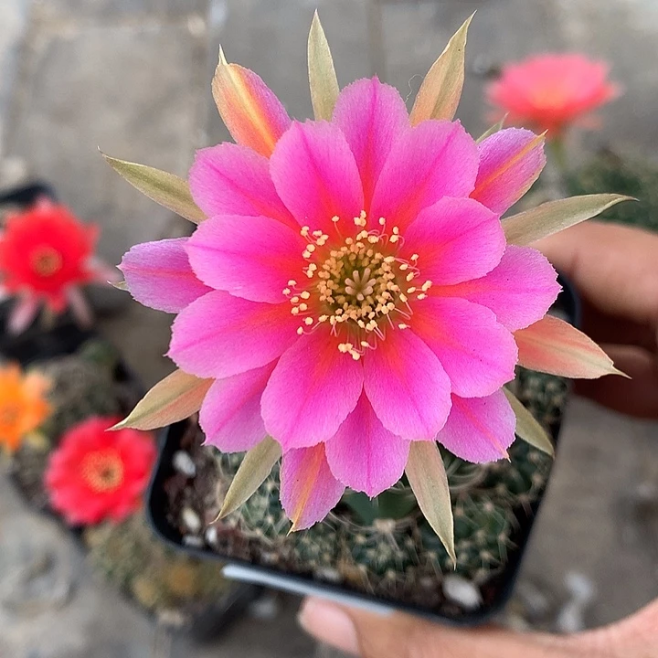 110 实生丽花6厘米盆