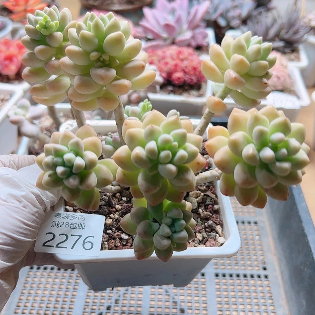 多肉一物一拍2276