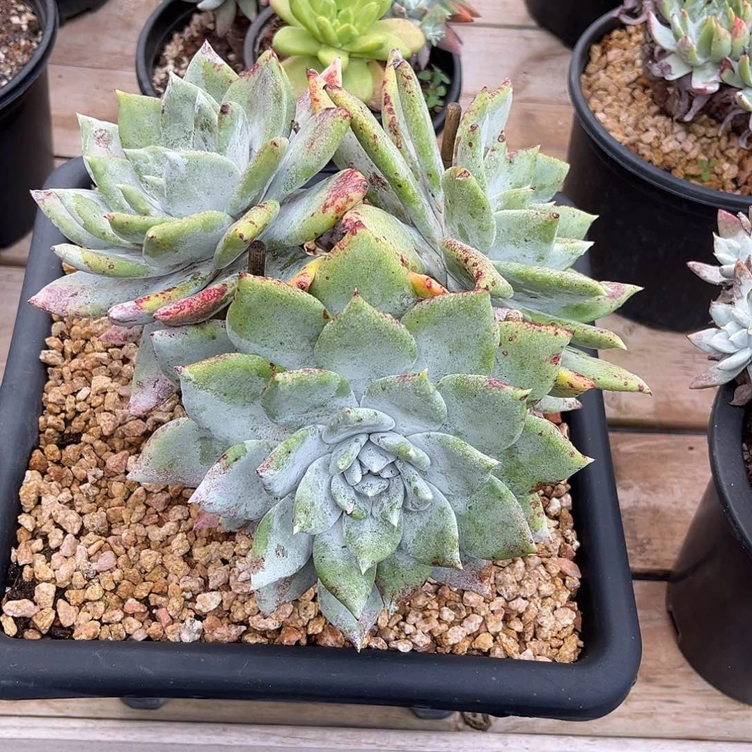 小鹿多肉一物一拍