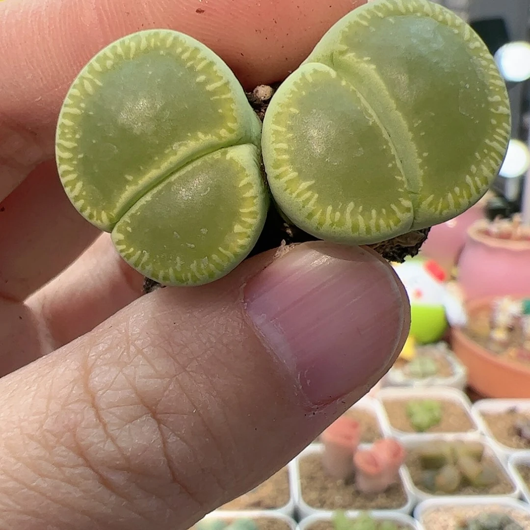 【闪购商品】63 绿光阳