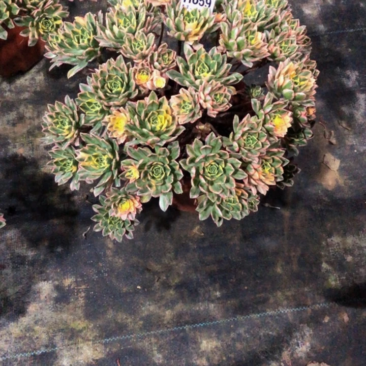 多肉甜茶659.00000