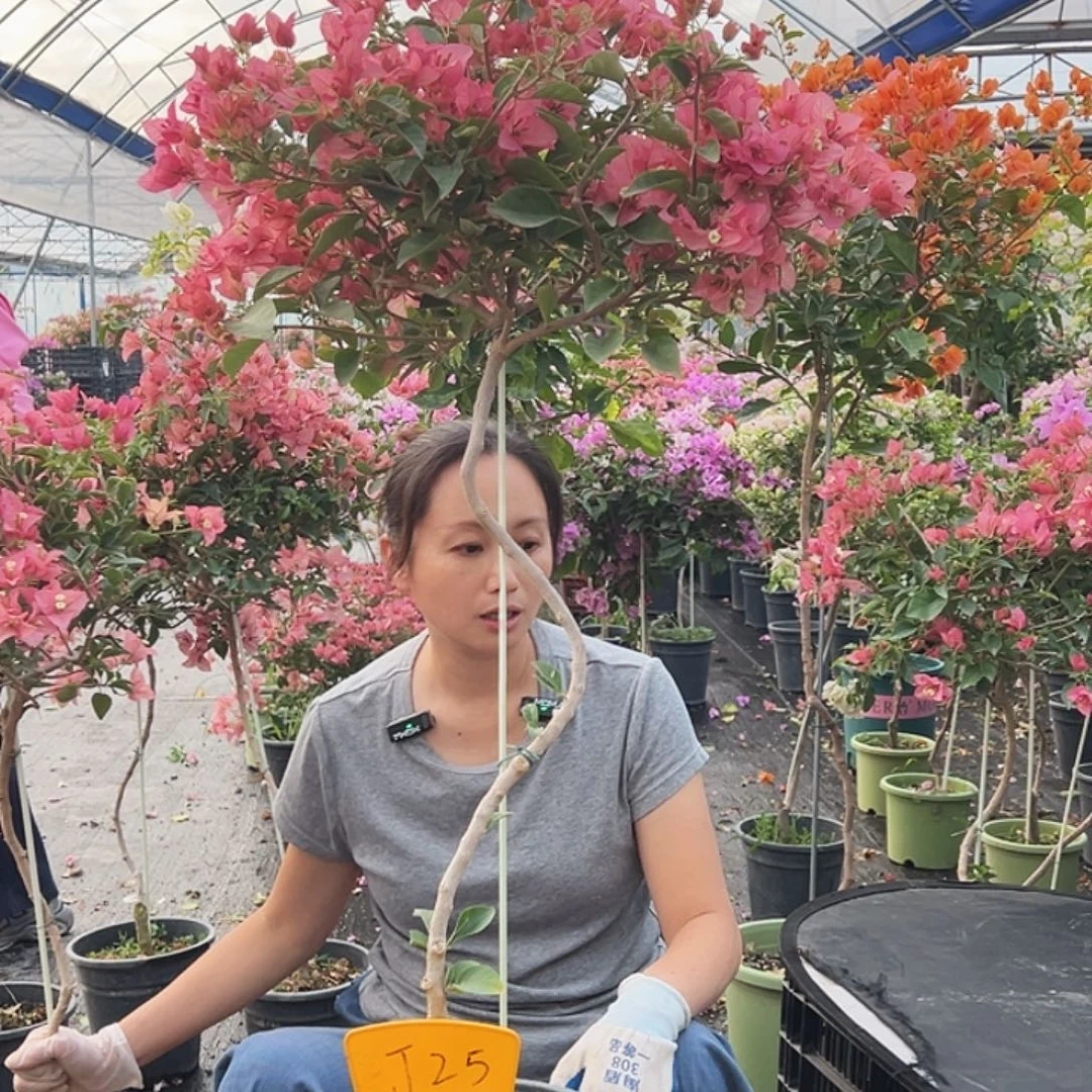 月***。大部分花苞少量开放J25卡亚塔