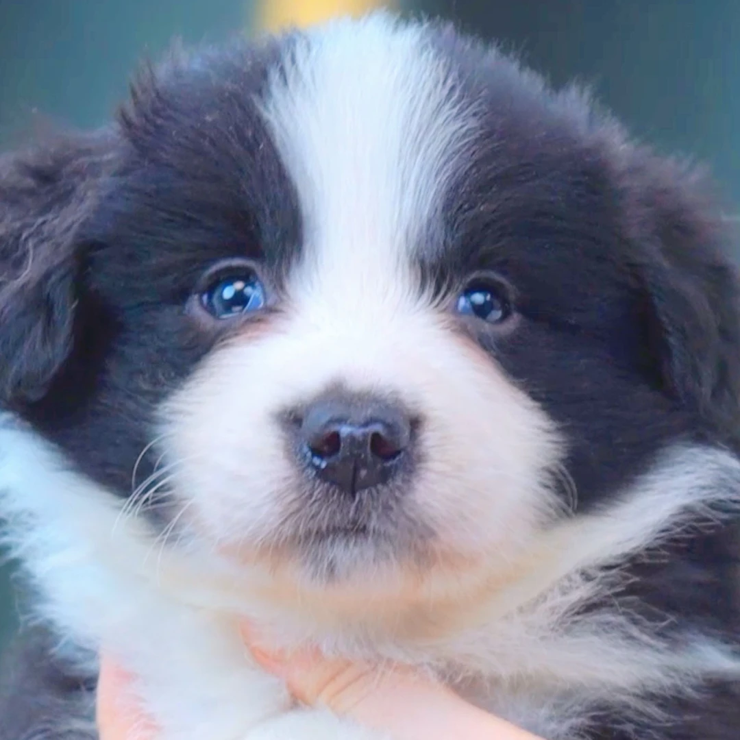 边境牧羊犬——黑白弟弟