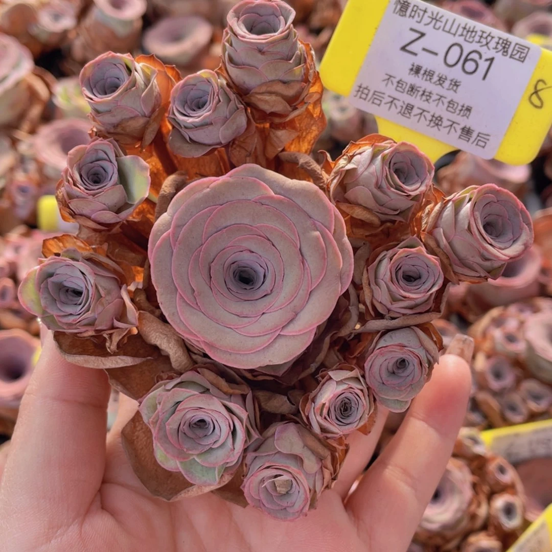 月***星山地玫瑰Z061裸根发货断枝不包损不售后