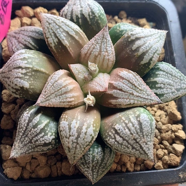 早春赋白银一物一拍