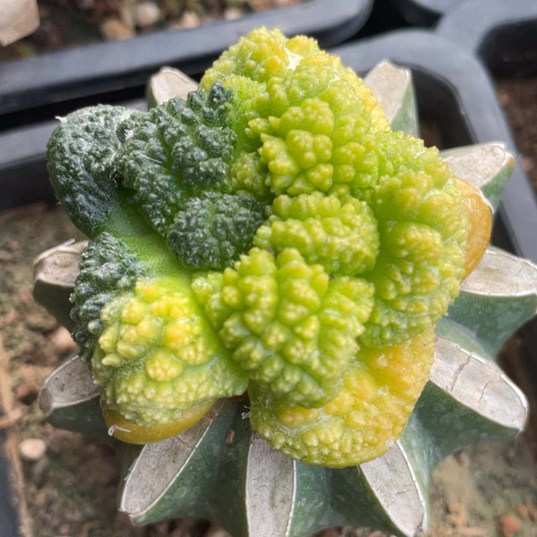 无花朵丸犹哥斯拉牡丹锦