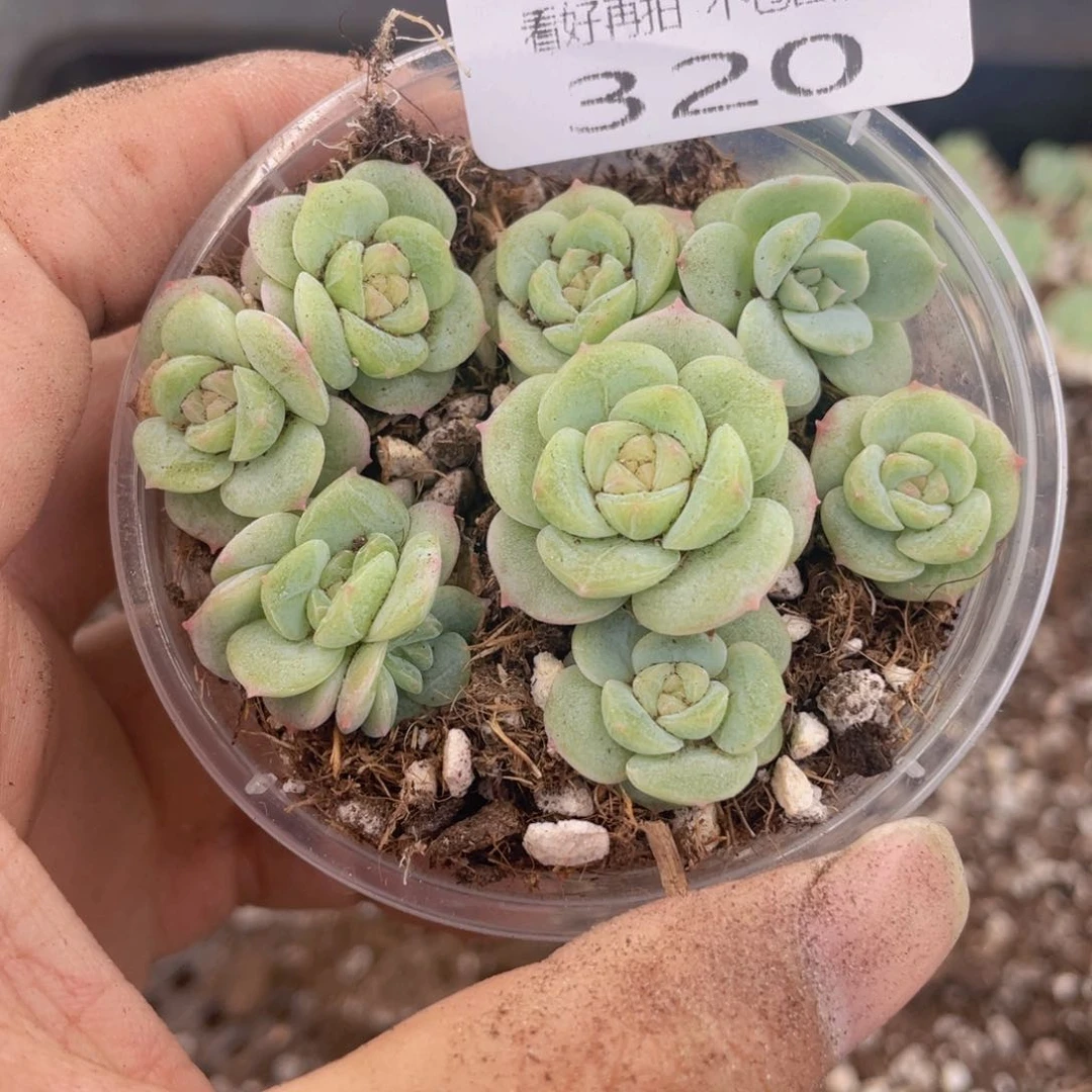 云糖心多肉植物320