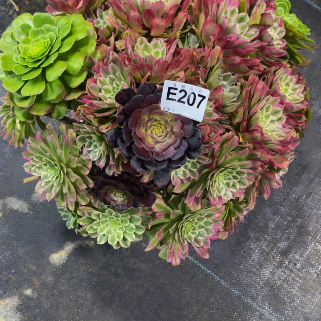 【闪购商品】20700