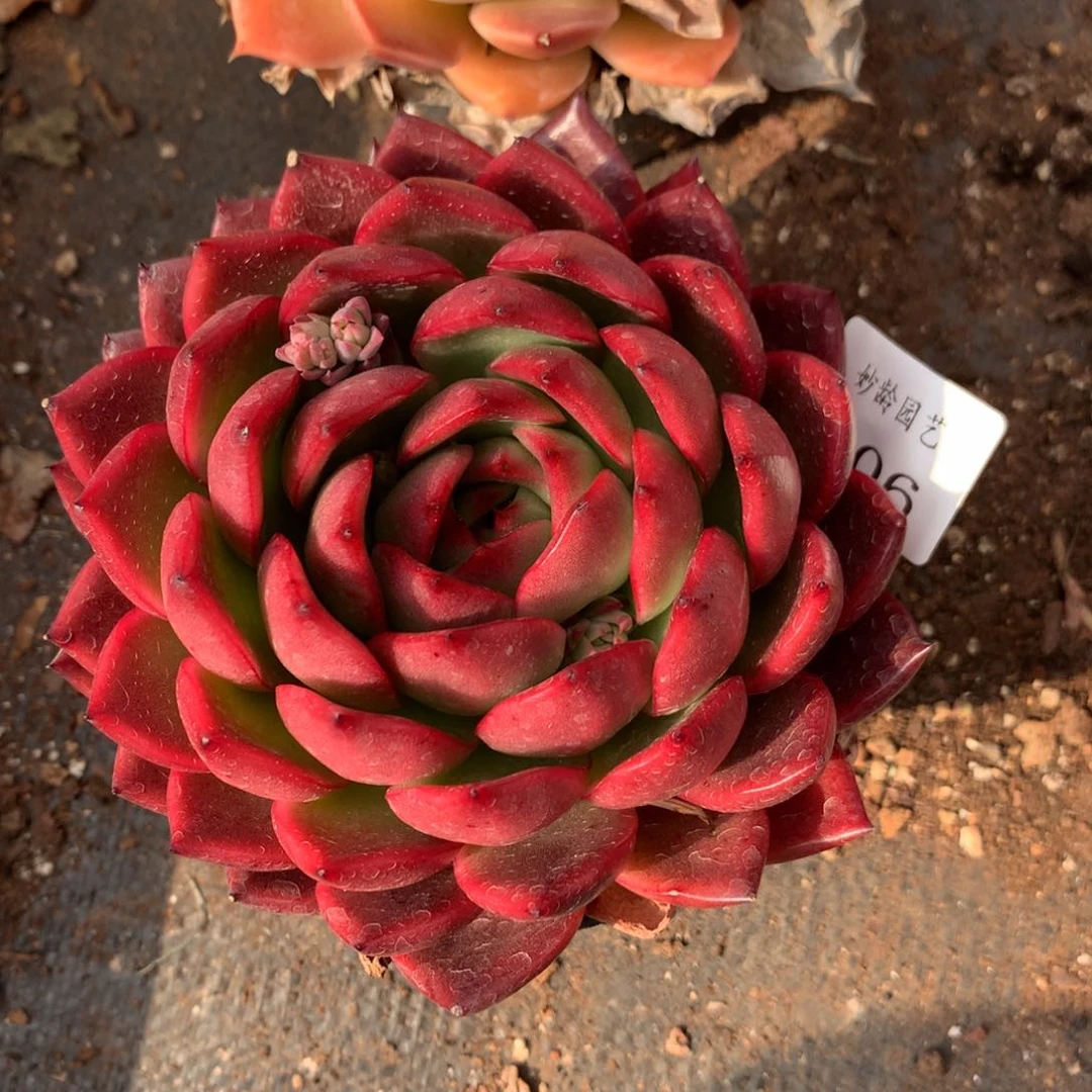 306新年快乐发发发