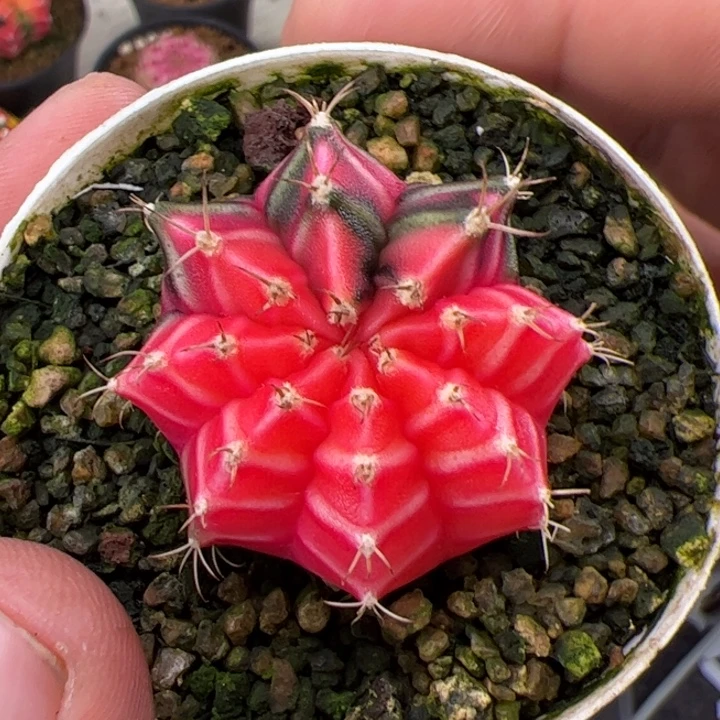 当前无花朵，栽培后可花朵