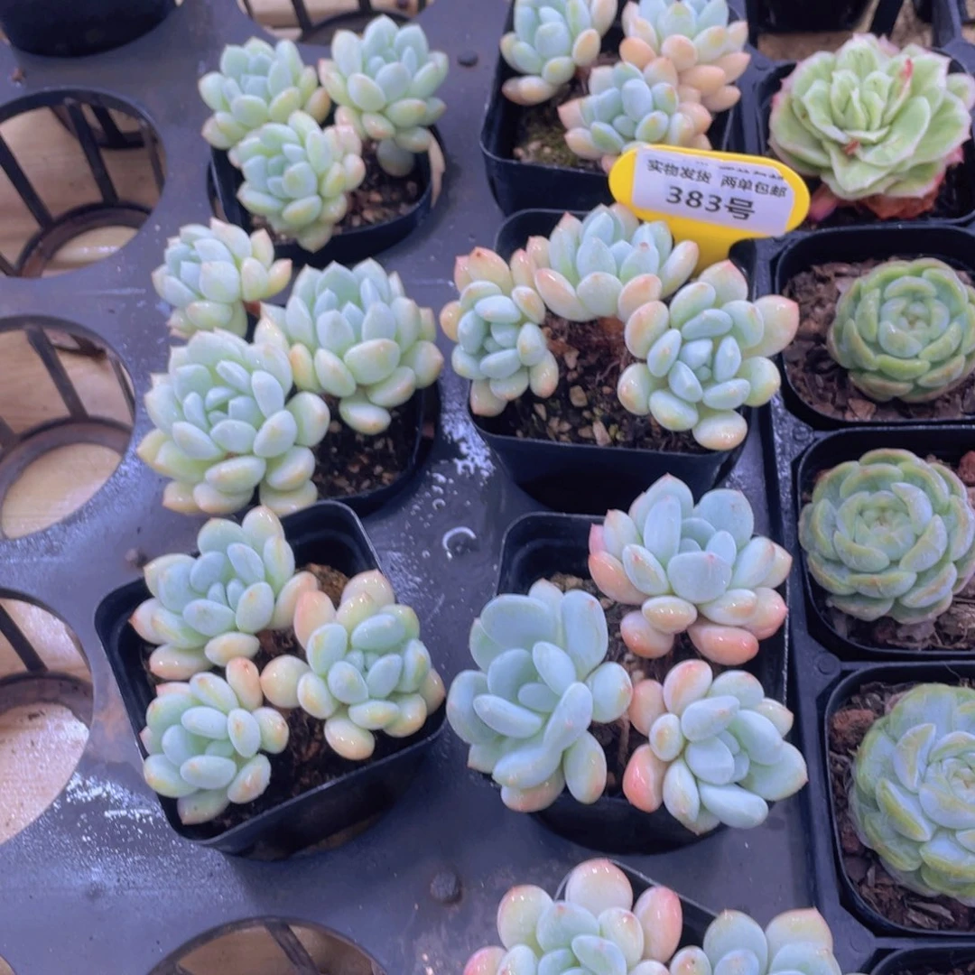 383号 老桩奶油泡泡多头群一个