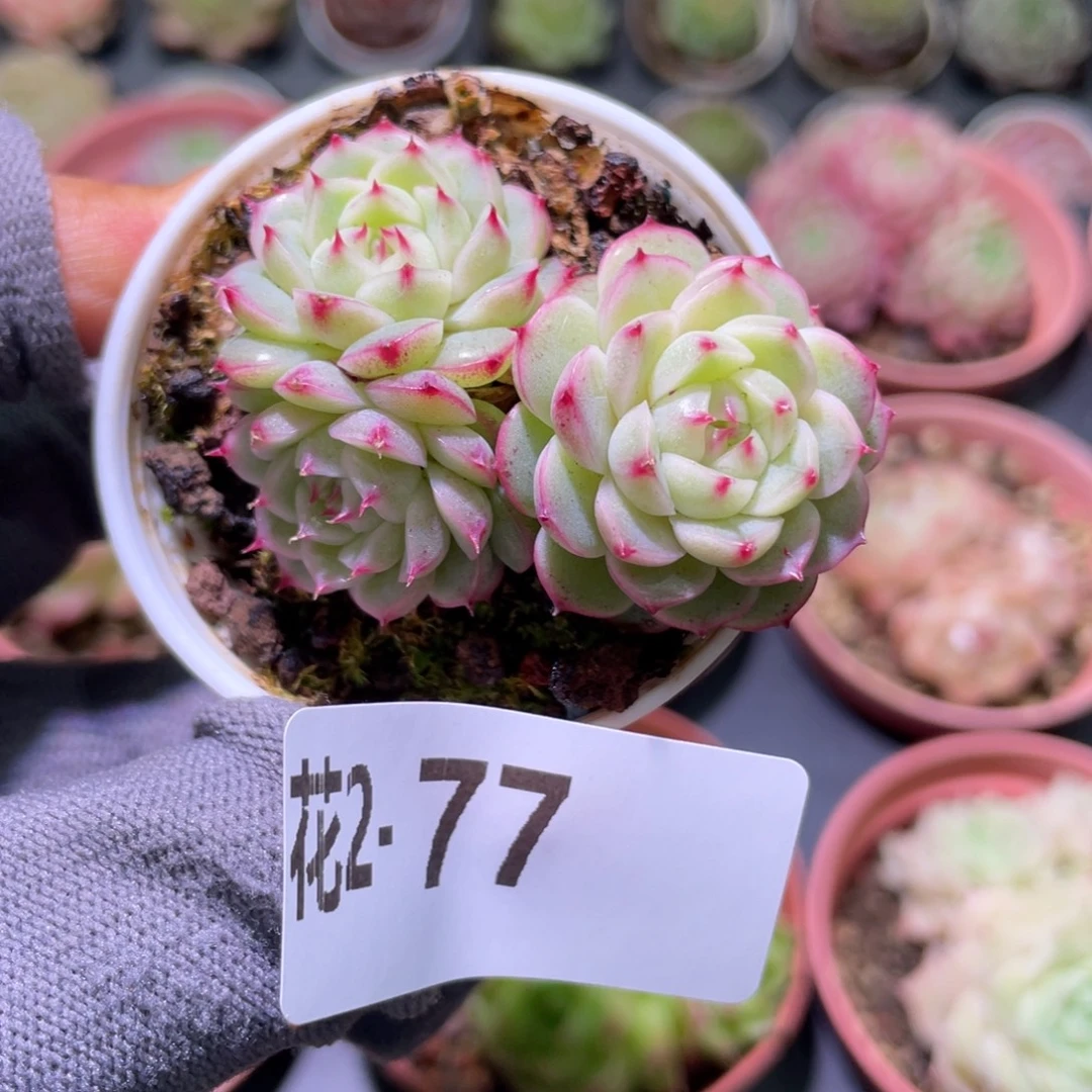 花利美  2-77海王