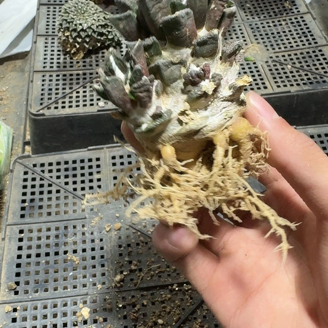 420号仙人球萝卜根