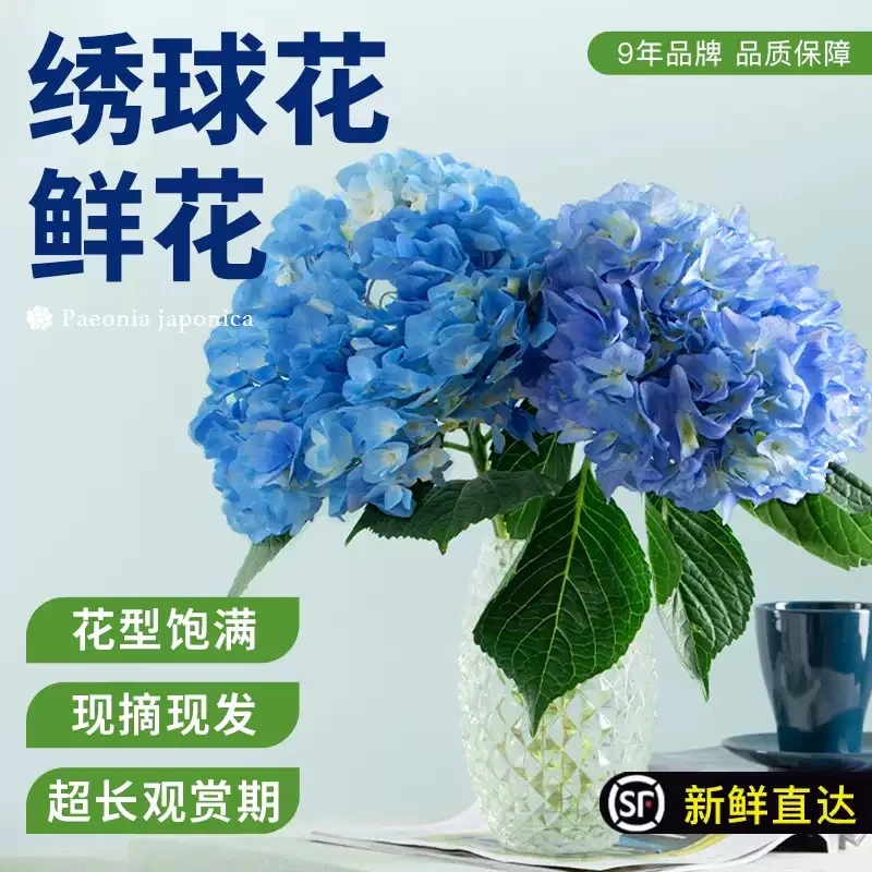 【蓝色绣球花】新鲜高品质 现摘现发全场任意两份顺丰包邮 三单送花瓶 绣球插花瓶家居生活鲜花次日达鲜花批发