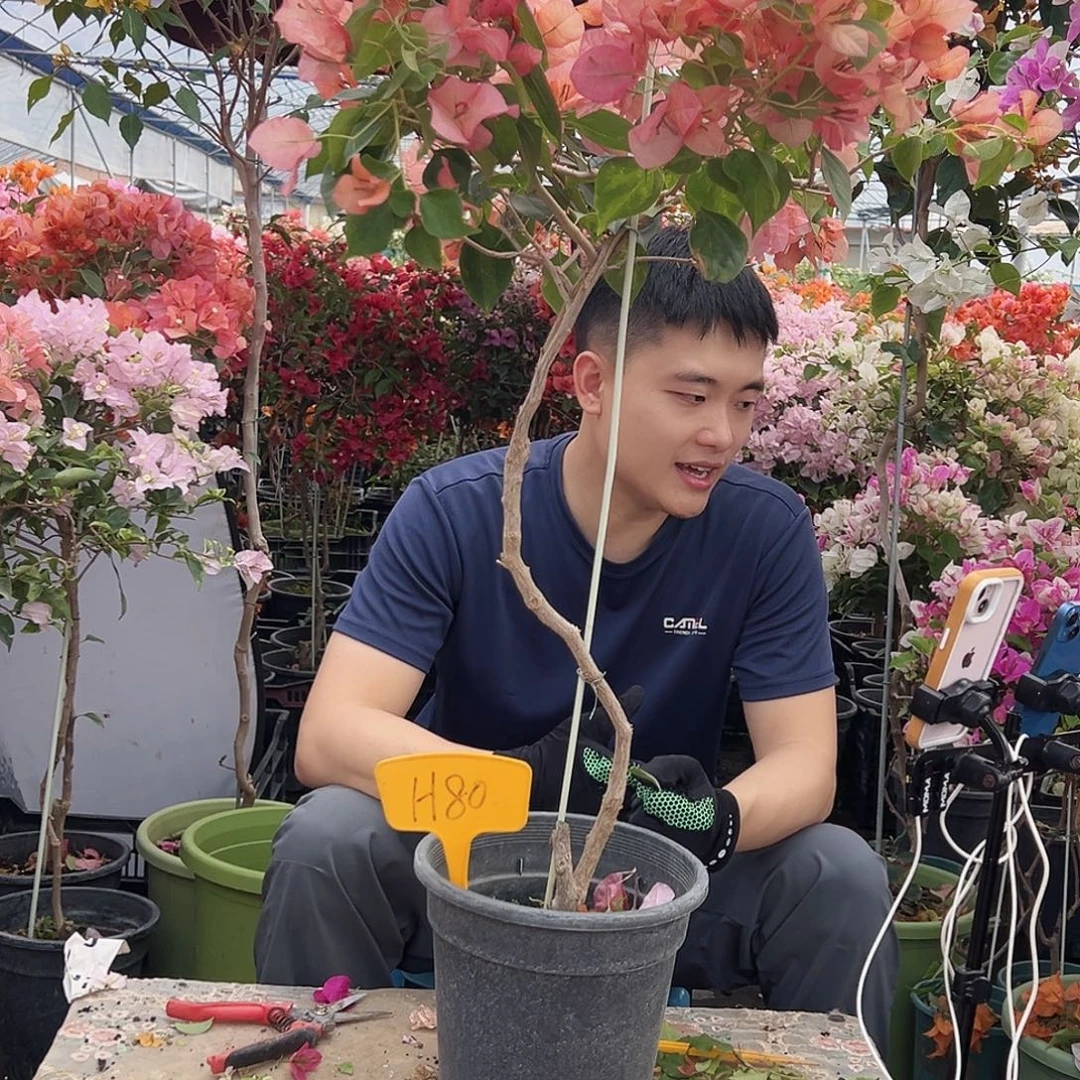 A***n大部分花苞少量开放H80日落