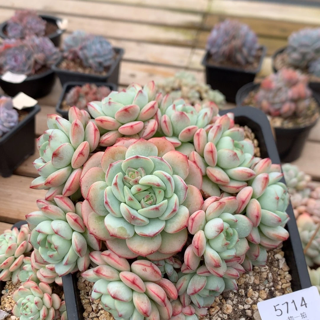 16厘米13头香草 无砍 捧花 5714