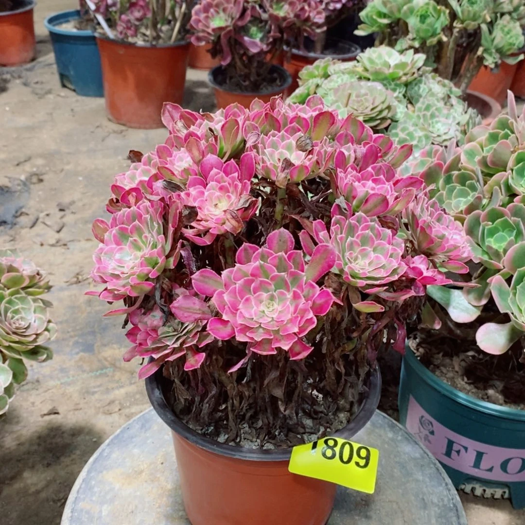 红同白多肉植物1809