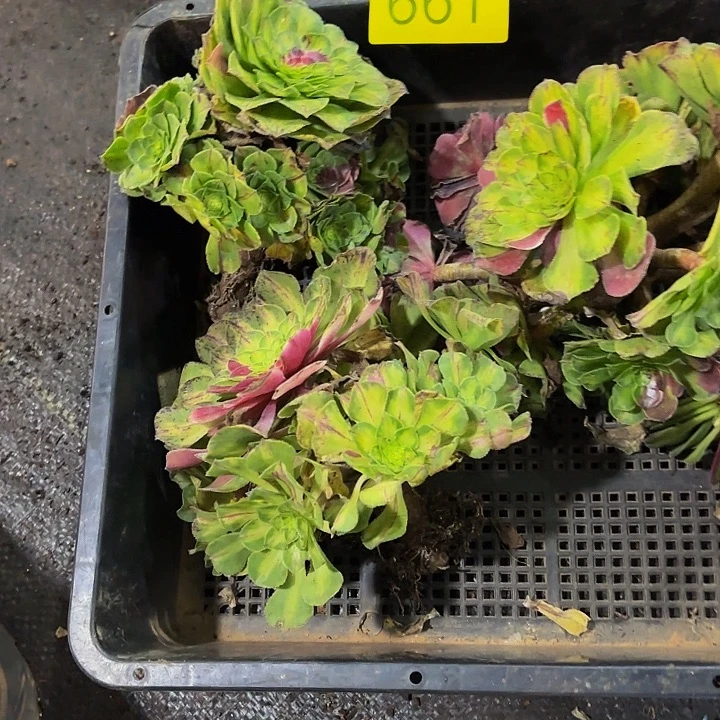 文***秀多肉植物福利661个