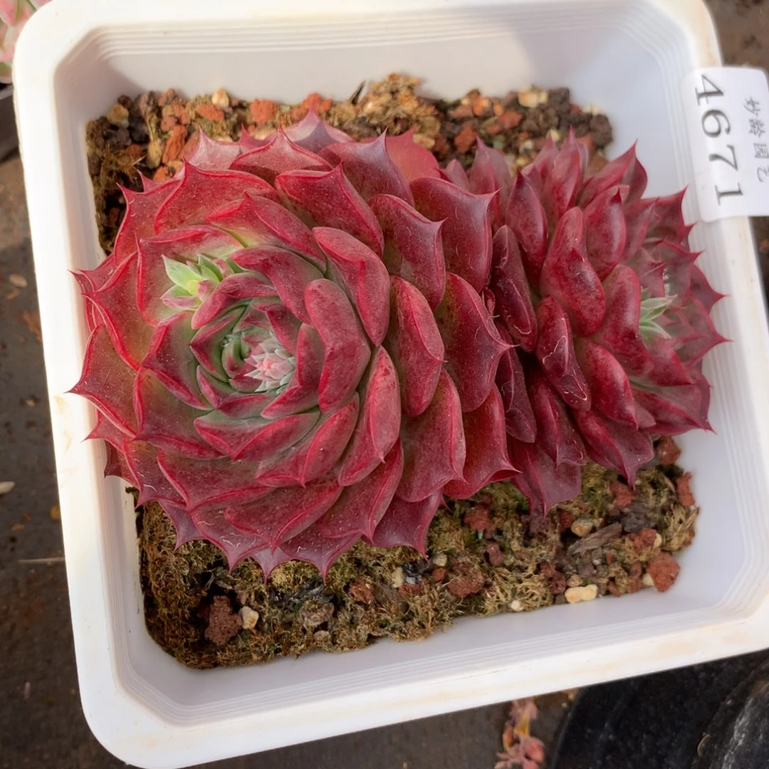 4671新年快乐发发发