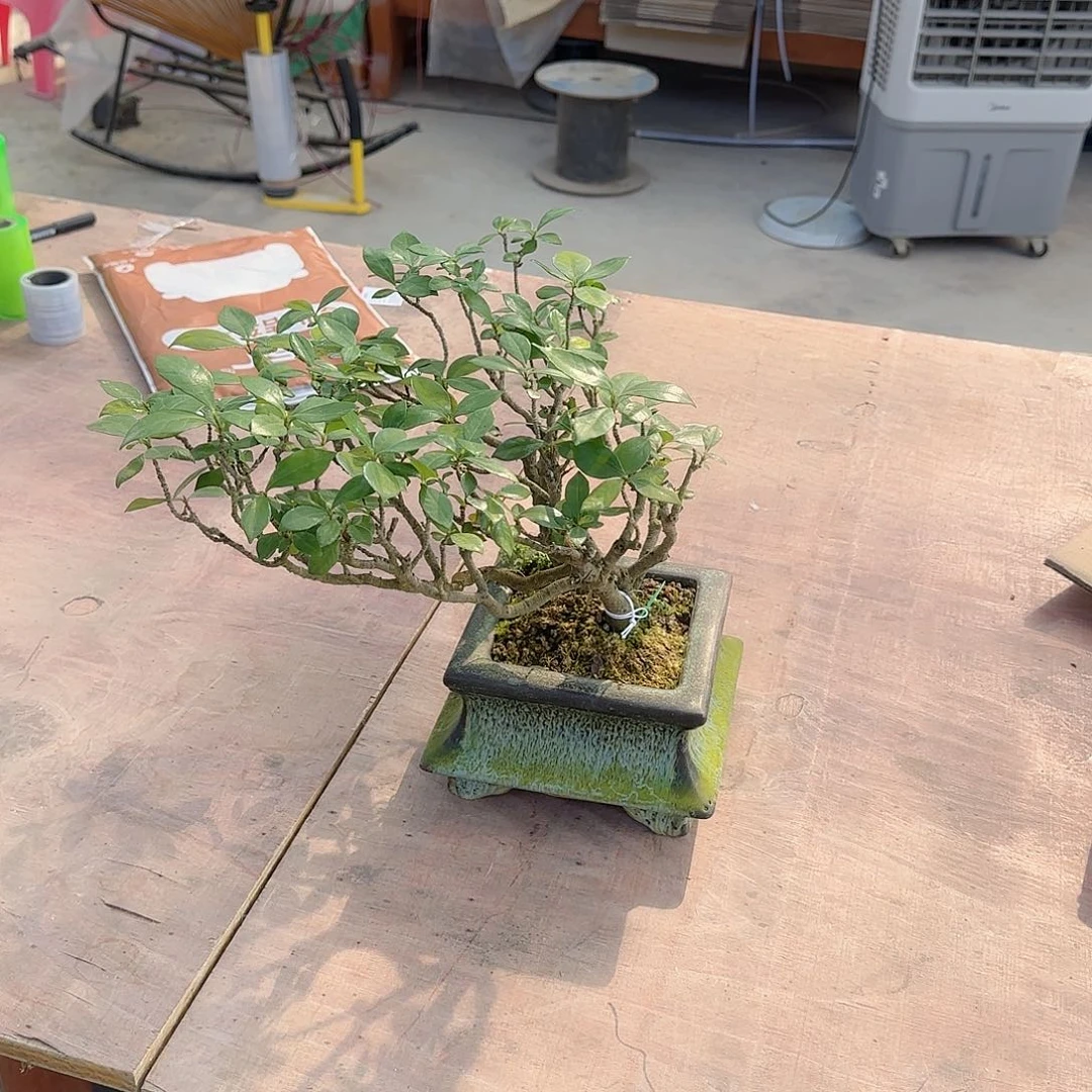 无花朵海岛栀子花熟桩