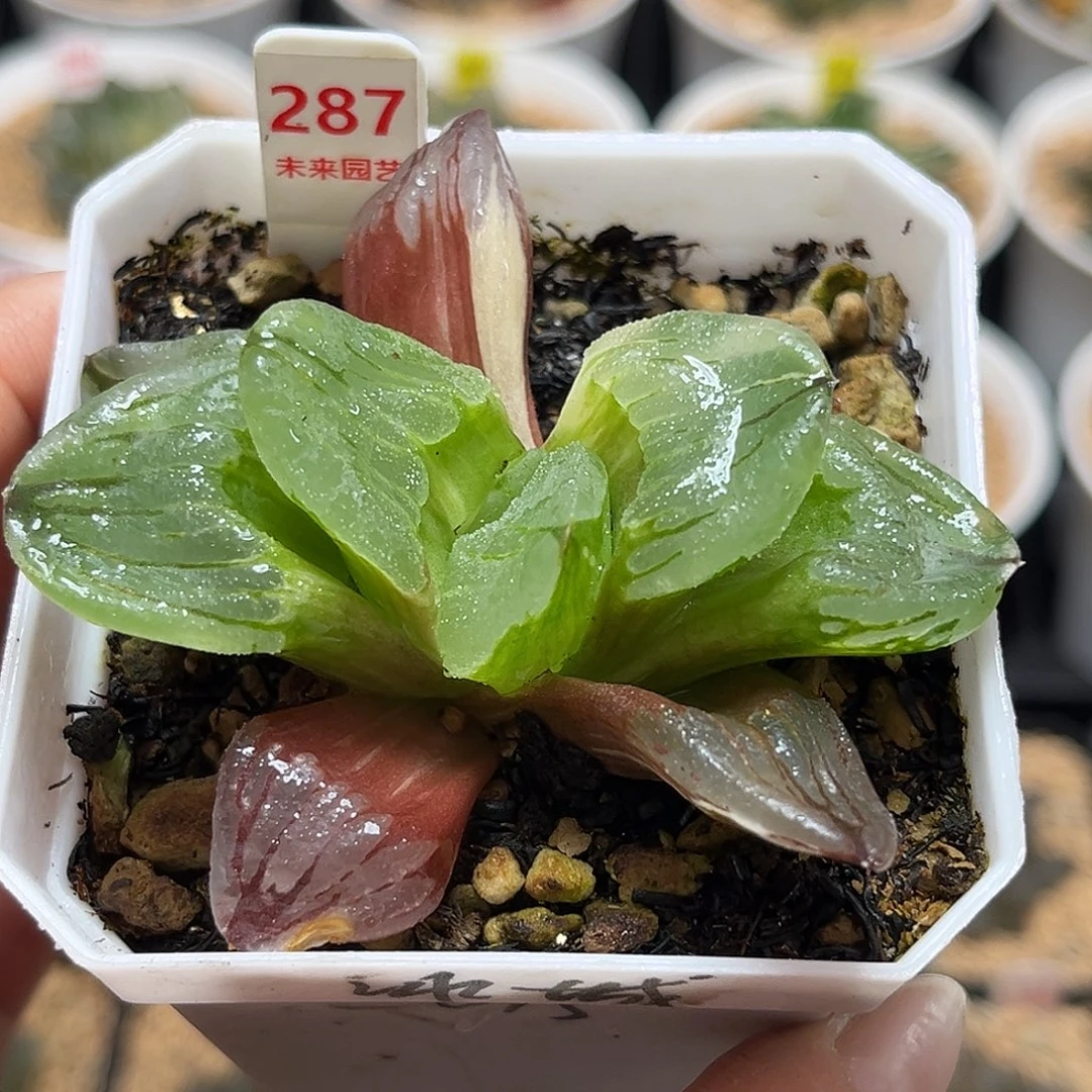 287冰城寿锦福利福利福利