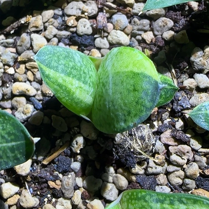卧牛锦卧牛锦卧牛锦
