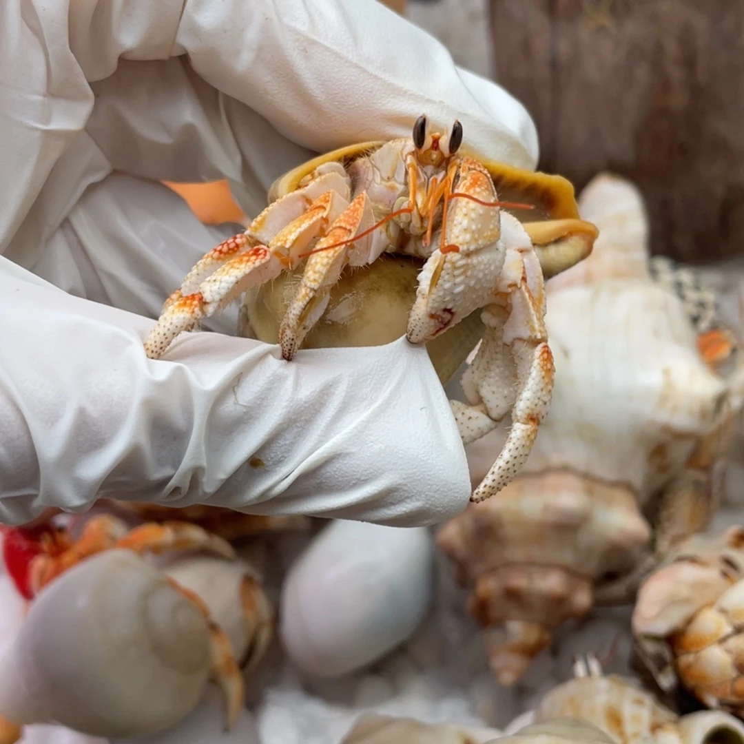 2.2渐变色的小橙子21