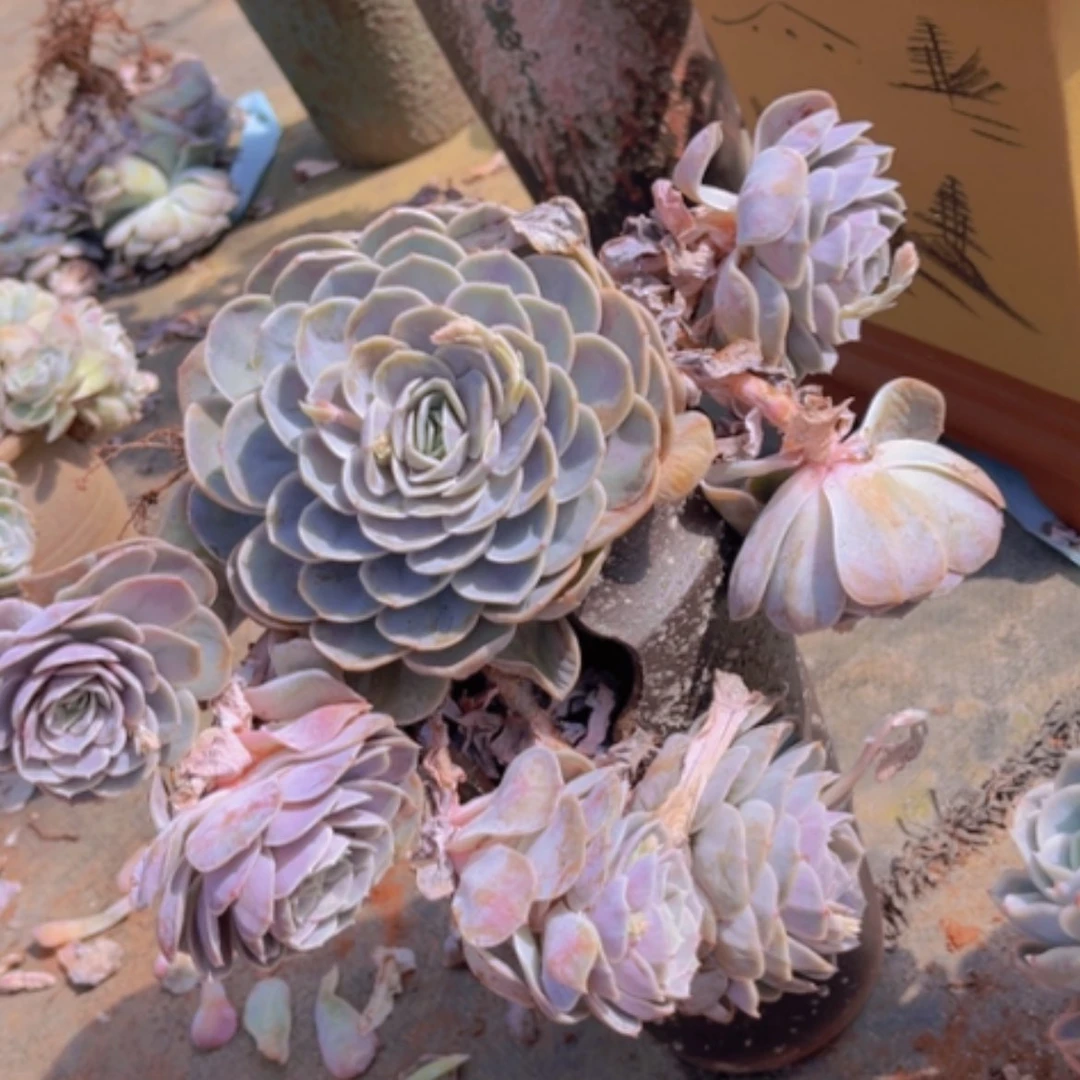 【闪购商品】蓝色惊喜0626