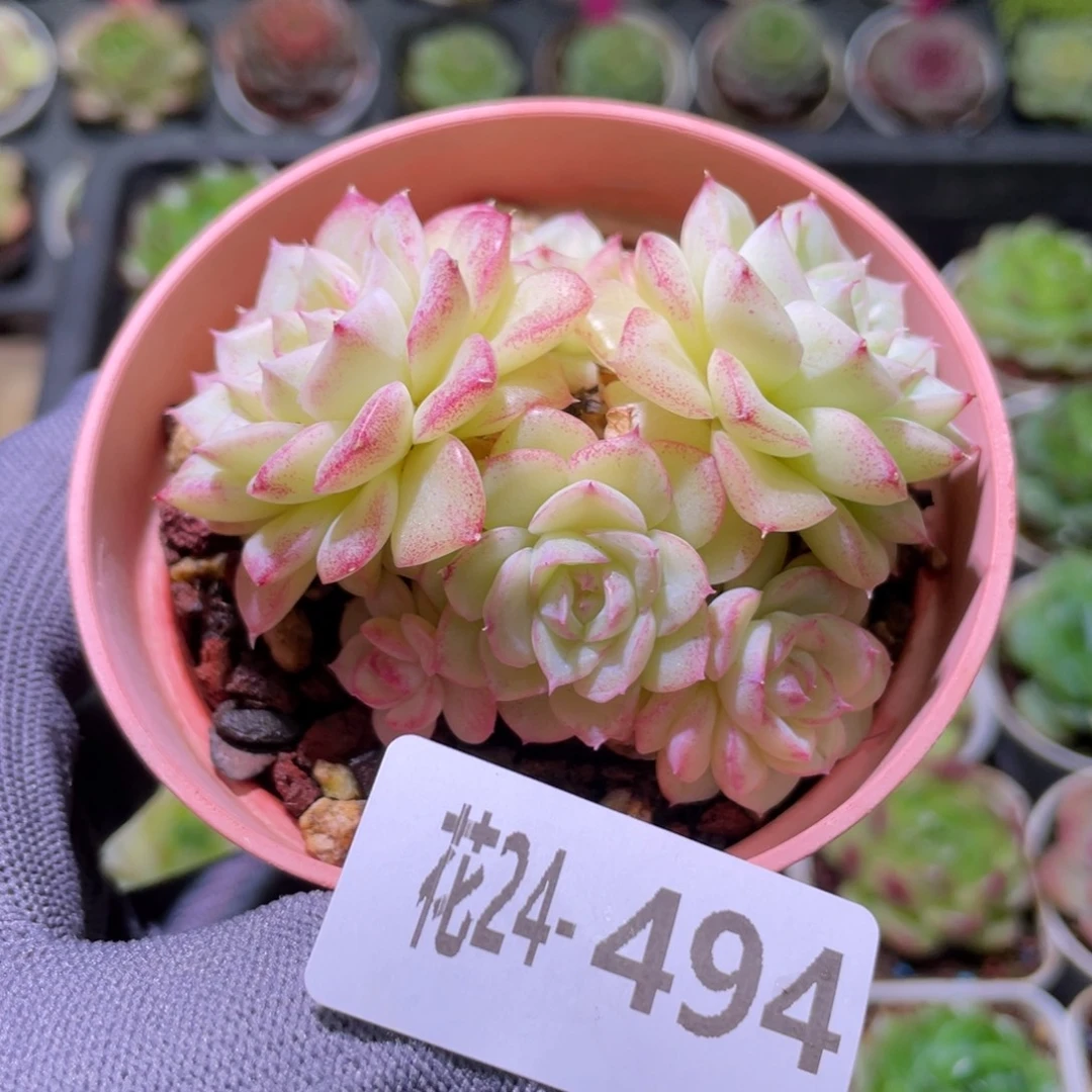 花利美24-494白天鹅