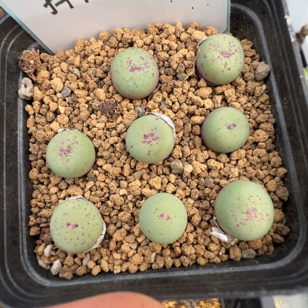 19-50红嘴多肉植物，