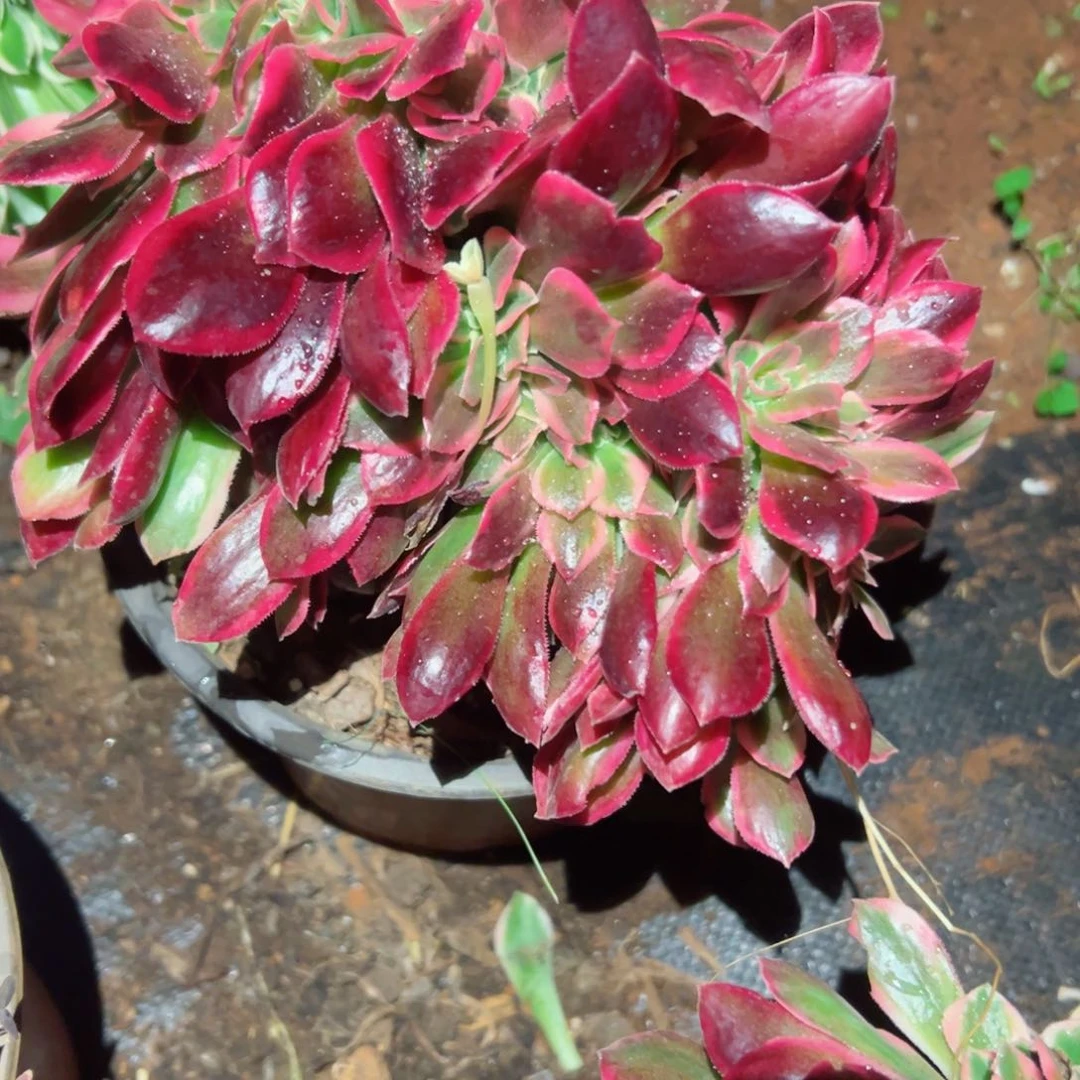 2110 号多肉植物法师新年福利