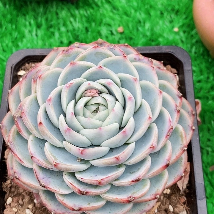 粉水晶单头老桩多肉