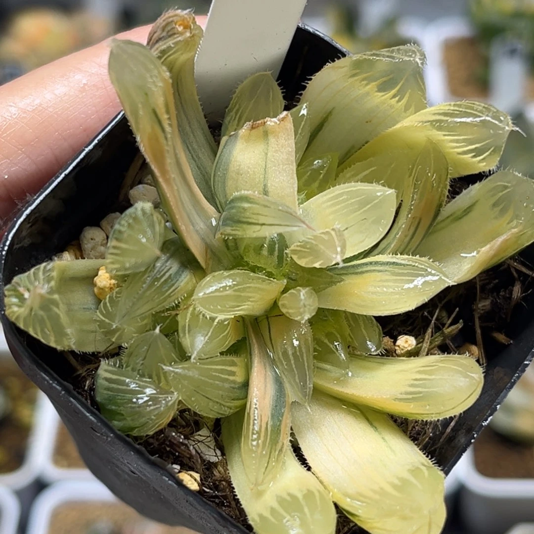 93群生糊斑白赤线玉露锦福利专场