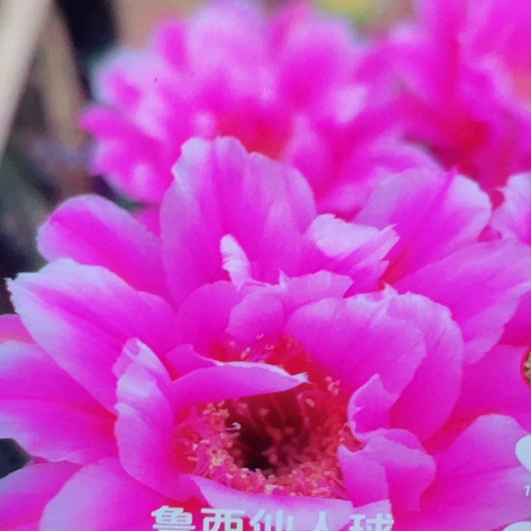 彩草 烟花 侧芽 满20包邮