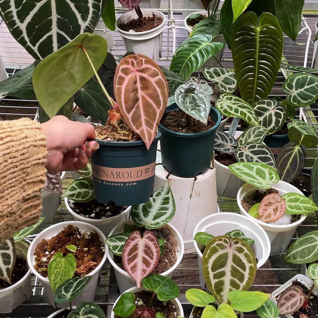 完全开放福利组合奢华 红铜