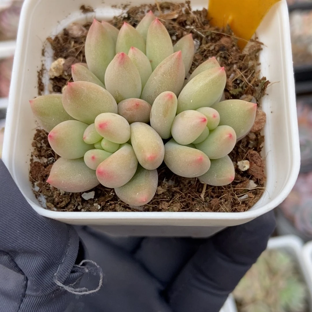 522岩字多肉植物