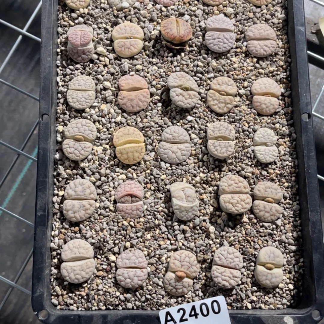 当***空2400福利筐1不售后