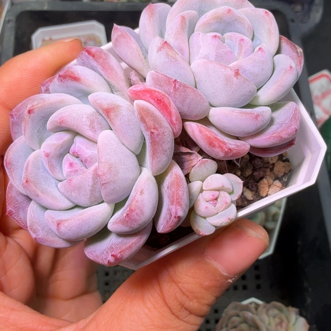 优选刚毅多头不包整开播福利