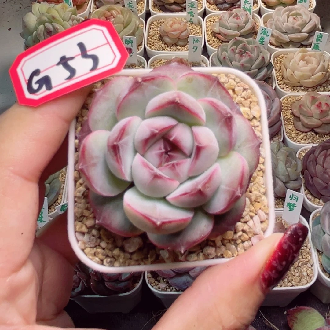 ?*G53一物一拍 墨梅