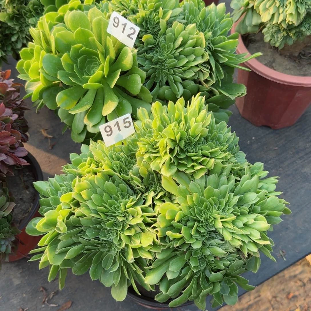 笑*915912多肉植物两棵