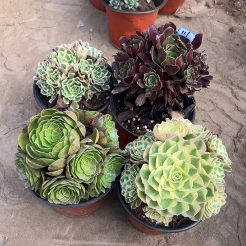 111多肉植物组合，