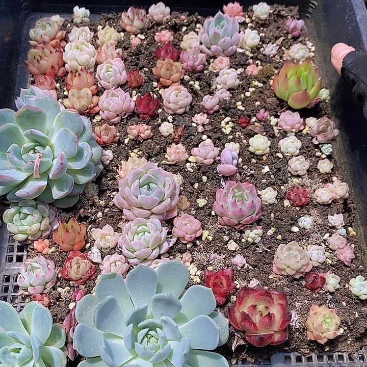 66 多肉植物盆栽花卉植物
