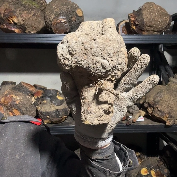 ～***～香榧木火琉璃的故事是一个