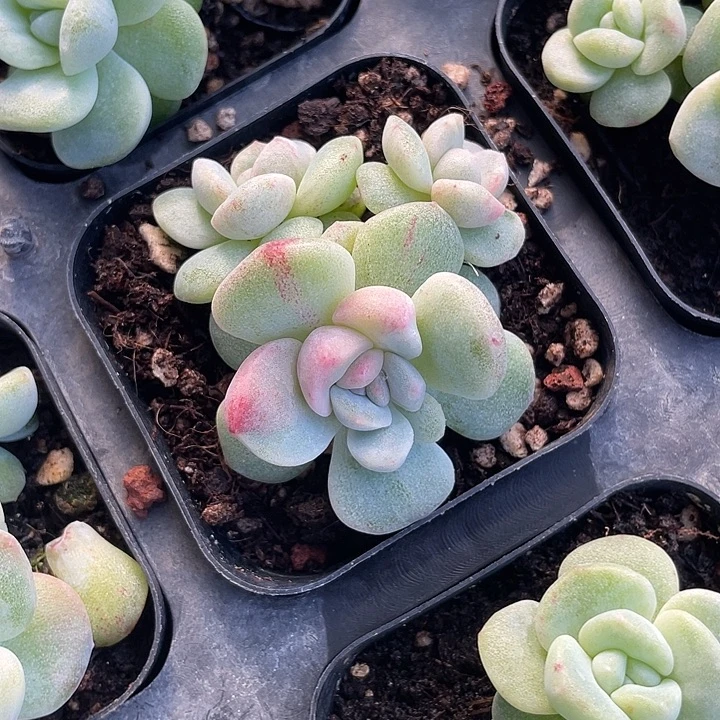 代****一物一拍满18包邮